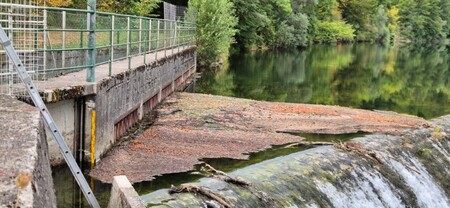 Sava pri Cajhnovem jezu pred čiščenjem gošče